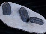 Triple Phacops Trilobite Plate - Very Displayable #2308-1